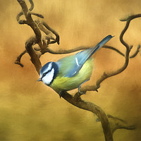 Buy canvas prints of Blue Tit by Robert Murray