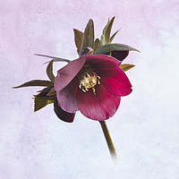Buy canvas prints of Lenten Rose by Robert Murray