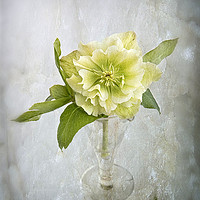 Buy canvas prints of Hellebore on Ice by Robert Murray