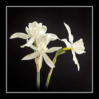 Buy canvas prints of White Narcissus by Robert Murray