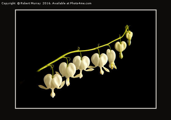 Dicentra Picture Board by Robert Murray