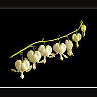 Buy canvas prints of Dicentra by Robert Murray
