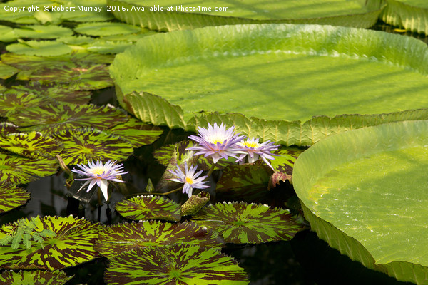 Waterlilies Picture Board by Robert Murray