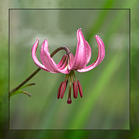 Buy canvas prints of Martagon Lily by Robert Murray