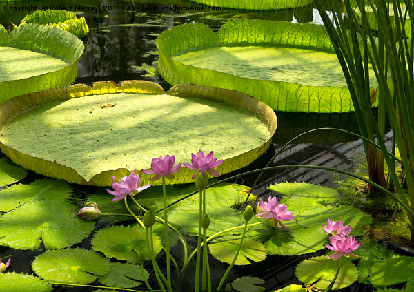 Waterlilies 2 Picture Board by Robert Murray