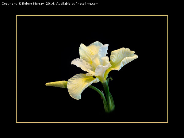 Iris sibirica Picture Board by Robert Murray