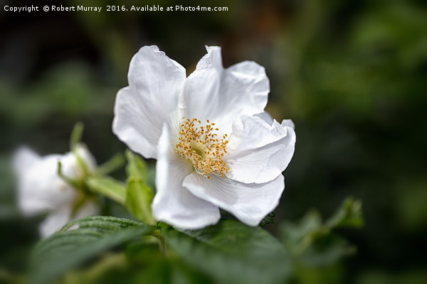 Rosa rugosa Picture Board by Robert Murray