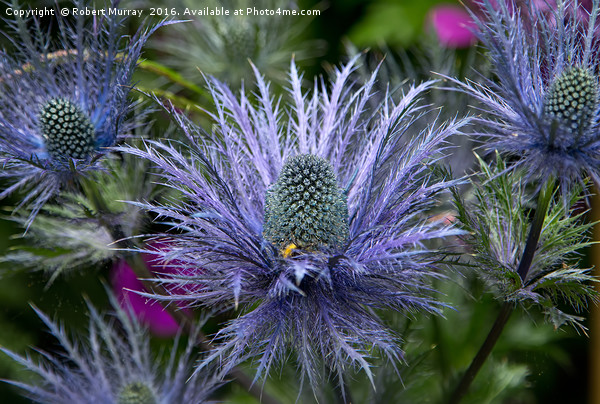 Sea Holly Picture Board by Robert Murray