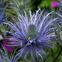 Buy canvas prints of Sea Holly by Robert Murray