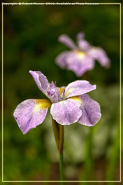 Siberian Iris Picture Board by Robert Murray