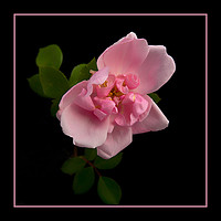 Buy canvas prints of Blousy Rose by Robert Murray