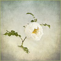 Buy canvas prints of Jacobite Rose by Robert Murray