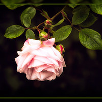 Buy canvas prints of Rosa New Dawn by Robert Murray