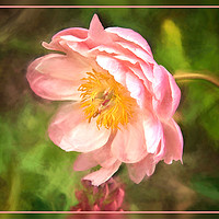Buy canvas prints of Paeony by Robert Murray