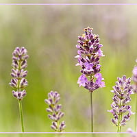 Buy canvas prints of Lavender by Robert Murray