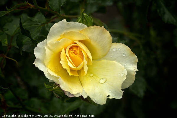 Yellow Rose Picture Board by Robert Murray