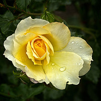 Buy canvas prints of Yellow Rose by Robert Murray
