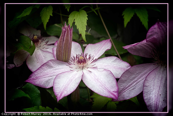 Clematis Omoshiro Picture Board by Robert Murray