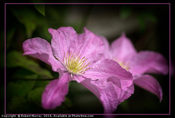 Pink Clematis Picture Board by Robert Murray