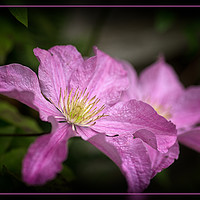 Buy canvas prints of Pink Clematis by Robert Murray