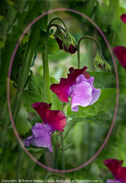 Sweet Pea Picture Board by Robert Murray