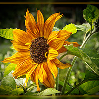 Buy canvas prints of Sunflower by Robert Murray