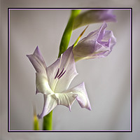 Buy canvas prints of Gladiolus by Robert Murray