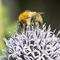 Buy canvas prints of Bumble Bee by Robert Murray