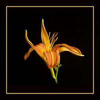 Buy canvas prints of Gilded Lily by Robert Murray
