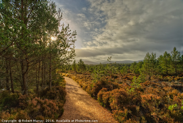 Morning Walk in Abernethy Forest Picture Board by Robert Murray