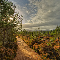 Buy canvas prints of Morning Walk in Abernethy Forest by Robert Murray