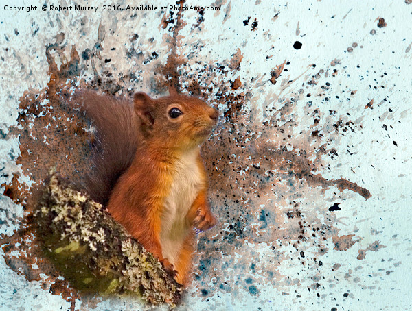 Red Squirrel in Danger Picture Board by Robert Murray