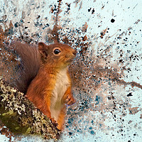 Buy canvas prints of Red Squirrel in Danger by Robert Murray