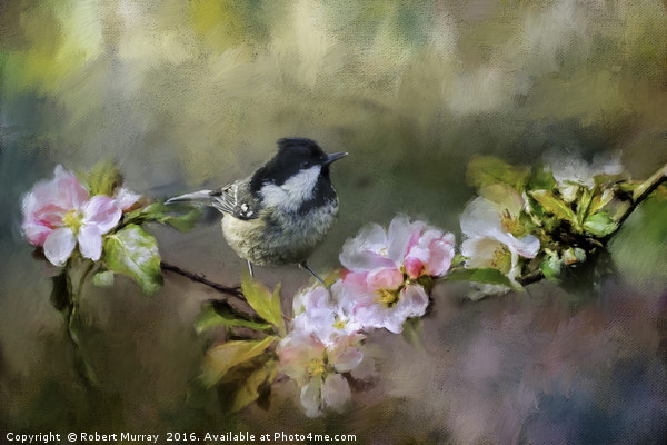 Coal Tit on Apple Blossom Picture Board by Robert Murray