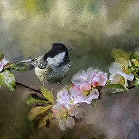 Buy canvas prints of Coal Tit on Apple Blossom by Robert Murray