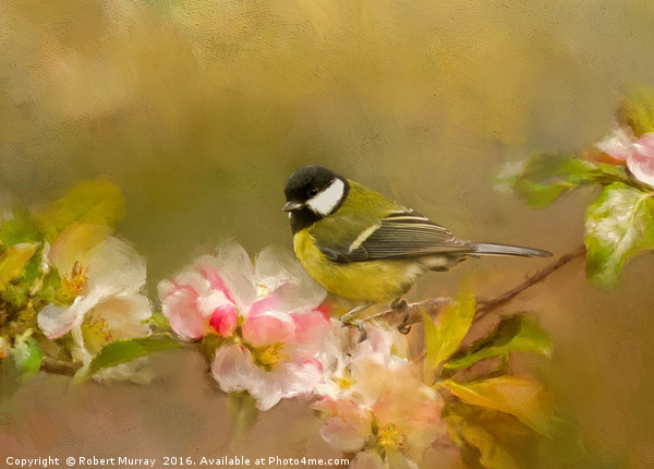 Great Tit Picture Board by Robert Murray