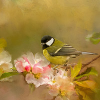 Buy canvas prints of Great Tit by Robert Murray