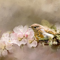 Buy canvas prints of Young Robin with Blossom by Robert Murray