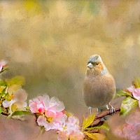 Buy canvas prints of Chaffinch by Robert Murray