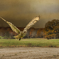 Buy canvas prints of Eagle Owl Hunting by Robert Murray
