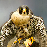 Buy canvas prints of Peregrine Falcon Feeding by Robert Murray