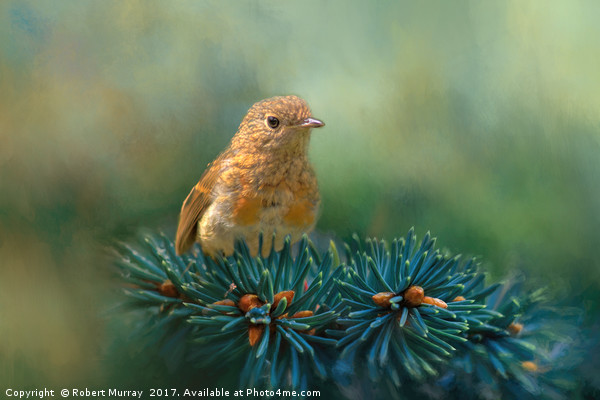 Young Robin on Pine Tree Picture Board by Robert Murray