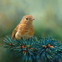 Buy canvas prints of Young Robin on Pine Tree by Robert Murray