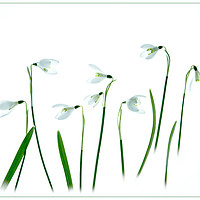 Buy canvas prints of Snowdrops by Robert Murray