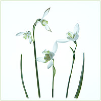 Buy canvas prints of Snowdrops by Robert Murray