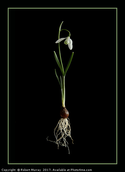 Botanical Snowdrop Picture Board by Robert Murray