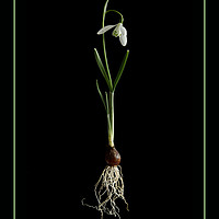 Buy canvas prints of Botanical Snowdrop by Robert Murray