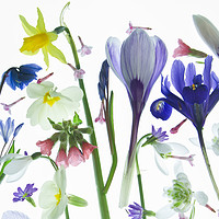 Buy canvas prints of Spring Flowers by Robert Murray