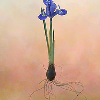 Buy canvas prints of Dwarf Iris by Robert Murray