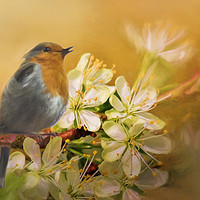 Buy canvas prints of Robin Singing by Robert Murray